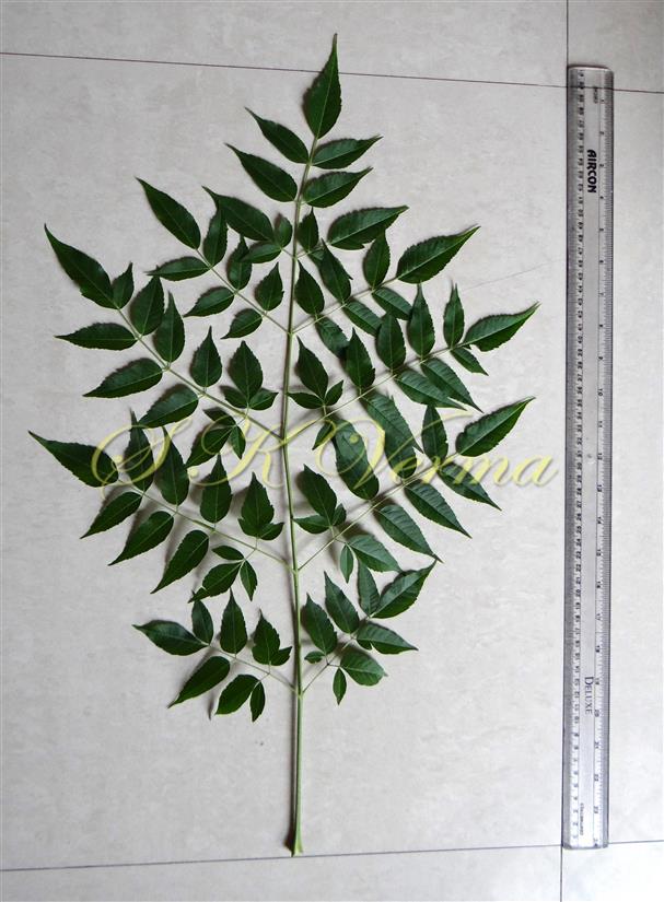  Leaf